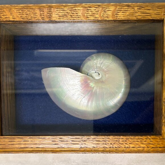 Nautilus Shell Shadow Box Decor- Set of 3. - Picture 2 of 4